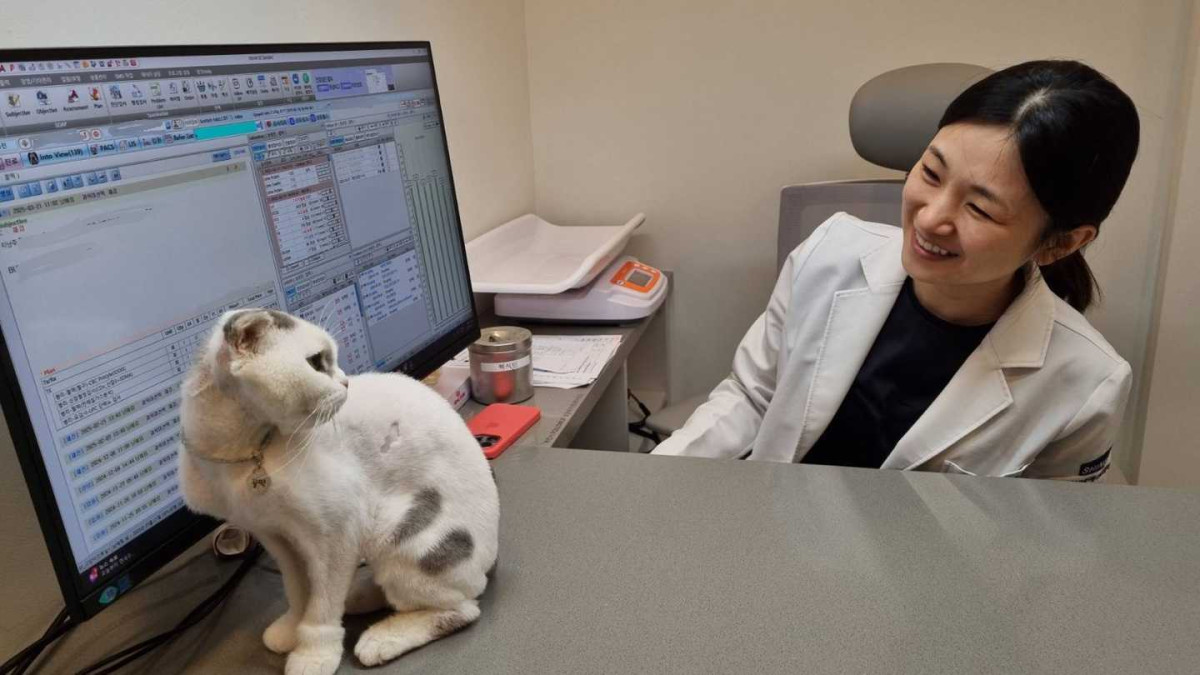 ▲남예림 샤인동물메디컬센터 고양이센터장이 고양이의 상태를 확인하고 있다. 
 (사진제공=샤인동물메디컬센터)