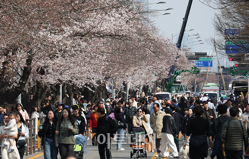 ▲여의도 봄꽃축제를 앞둔 6일 서울 영등포구 여의서로 국회 뒤편에서 시민들이 봄나들이를 하고 있다. 8일부터 닷새간 열리는 이번 행사를 위해 영등포구청은 13일 22시까지 여의서로(서강대교 남단~국회5문~국회3문~의원회관사거리) 구간 교통통제를 실시한다.고이란 기자 photoeran@