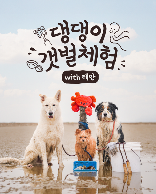 ▲사진: 댕댕이 갯벌체험 메인 포스터