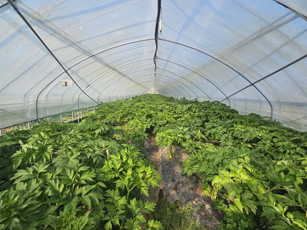 ▲농장주 원대일 씨가 재배하고 있는 명일엽(신선초). 수확한 명일엽은 풀무원녹즙에 납품해 녹즙 원재료로 사용된다. (문현호 기자 m2h@)