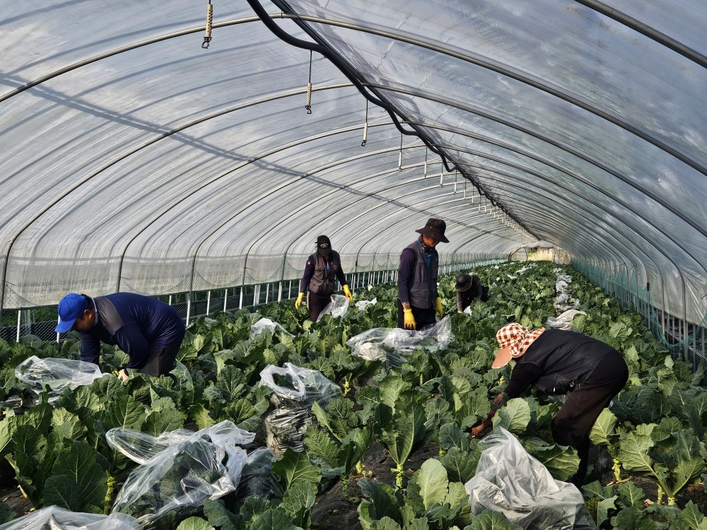 ▲근로자들이 풀무원녹즙에 납품할 케일을 수확하고 있다. (문현호 기자 m2h@)