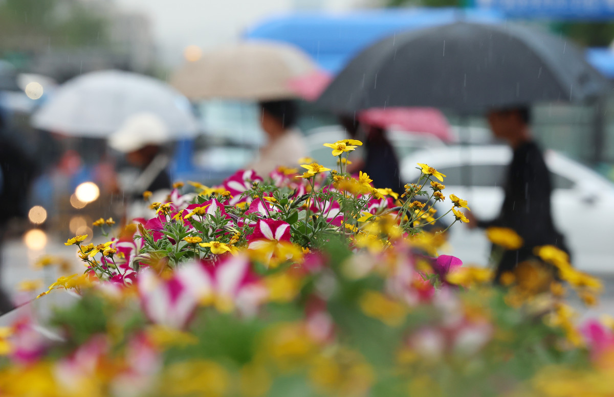 ▲전국적으로 비가 내린 1일 서울 종로구 세종로사거리에 심어진 화단 뒤로 우산을 쓴 시민이 길을 지나고 있다. (연합뉴스)