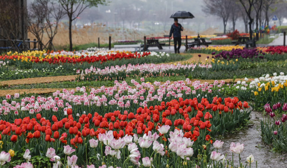 ▲전국 대부분 지역에 비가 내린 22일 서울 동대문구 장평교 하부 둔치에 조성된 사계정원에서 우산을 쓴 한 시민이 비를 피해 발걸음을 옮기고 있다. 기상청은 이날 전국에서 봄비가 내리며 영남은 최대 80㎜, 수도권은 최대 50㎜에 달하는 많은 비가 내릴 것으로 예보했다. 조현호 기자 hyunho@ (이투데이DB)