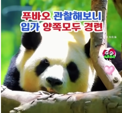 (출처=유튜브 채널 '푸둥푸둥' 캡처)