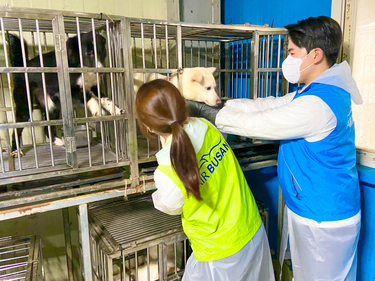 ▲20일 에어부산 객실승무원들이 부산동물보호센터를 방문해 유기동물을 위한 봉사활동을 실시했다.  (사진=에어부산)
