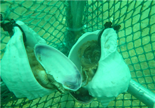 ▲산란시설물에 들어간 주꾸미. (사진제공=수산자원공단)