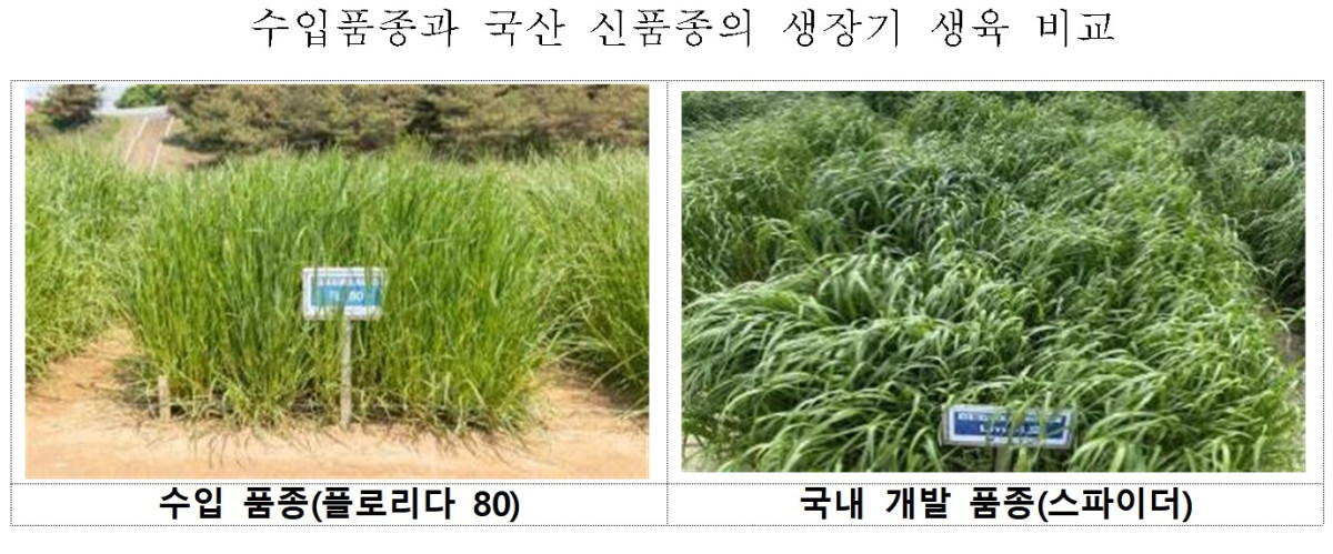 ▲풀사료 수입품종과 국산 신품종 스파이더 생장기 생육 비교. (사진제공=농촌진흥청)