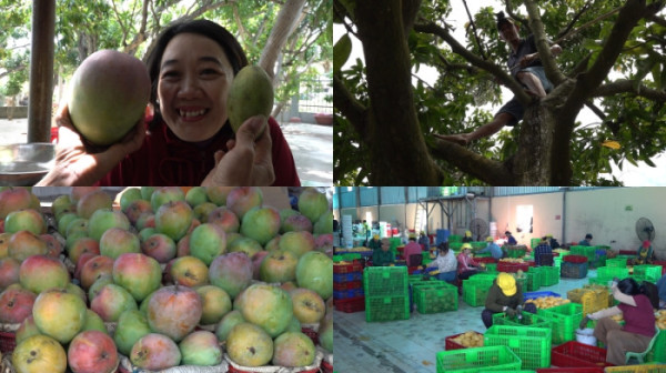 ▲'극한직업' (사진제공=EBS1 )