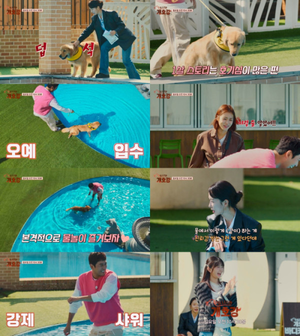 ▲'집나가면 개호강'(사진제공=JTBC)