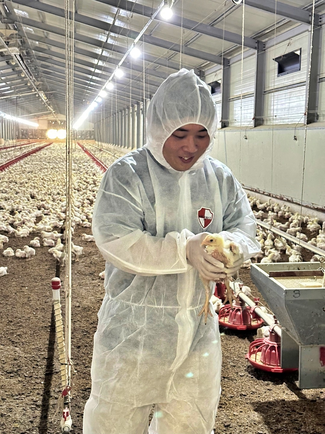 ▲롯데마트∙슈퍼 이근우 축산 MD가 전북 익산에 위치한 '류재한 농장' 양계장에서 어린 닭의 건강 상태를 점검하는 모습.    성장 부진 개체는 별도 공간에 분리해 사료, 급수 등 집중 관리를 진행한다. (사진제공=롯데쇼핑)