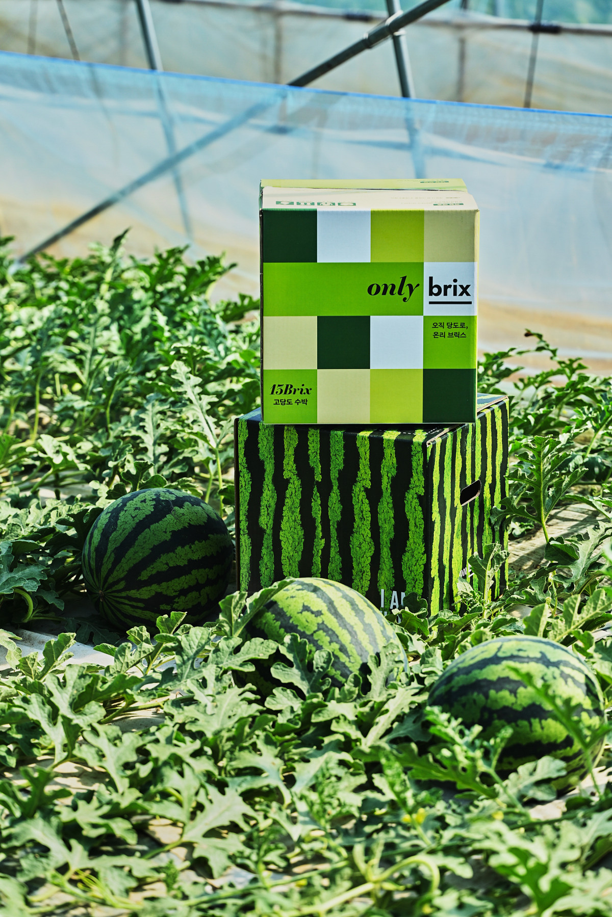 ▲여름 제철 과일인 수박 가격이 평년 대비 20% 가까이 급등하는 등 소비자 장바구니 부담이 커지고 있다. (사진=아주경제DB)