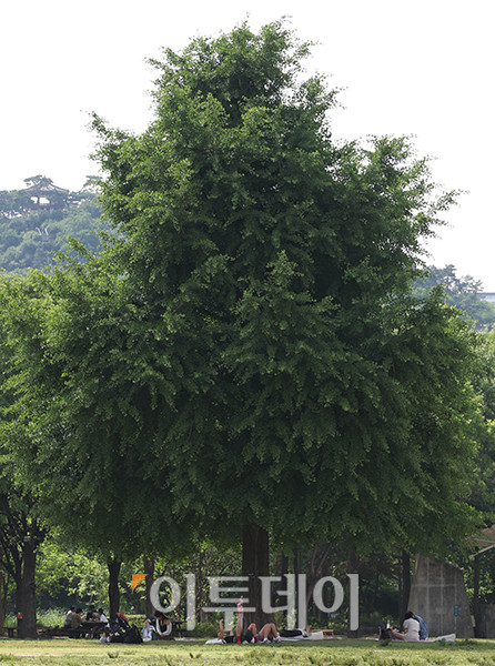 ▲서울 낮 최고 기온이 27도까지 오르며 초여름 날씨를 보인 5일 서울 성동구 서울숲에서 시민들이 더위를 피하고 있다. 고이란 기자 photoeran@