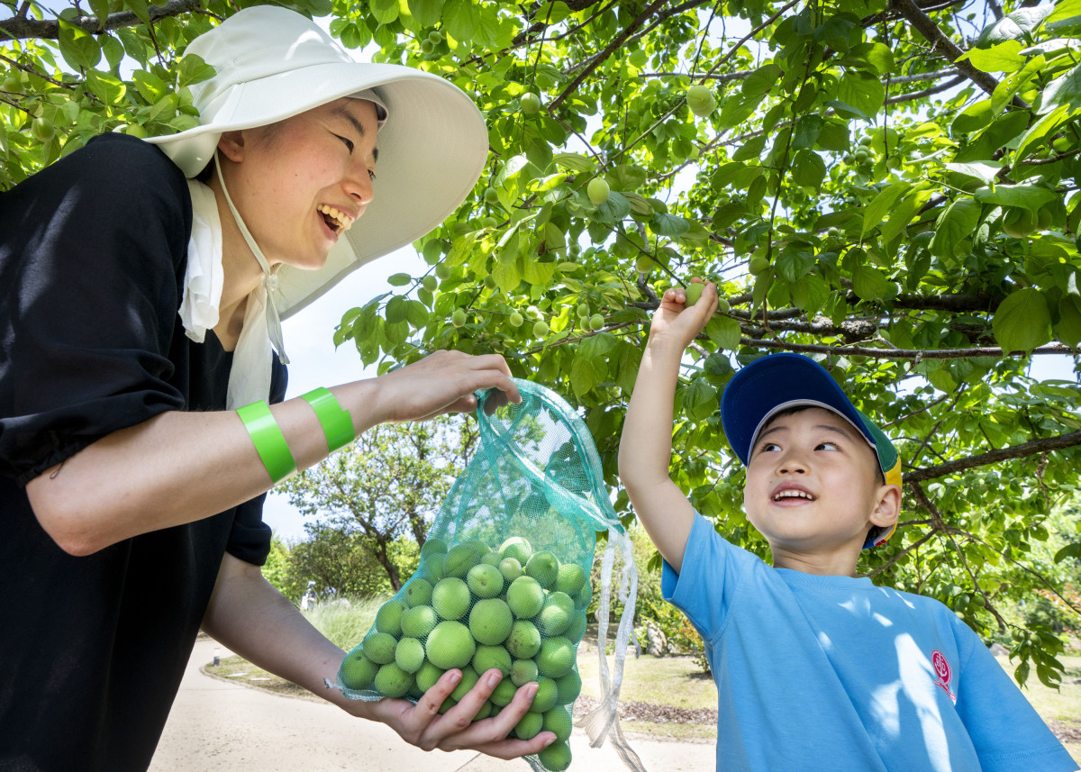 ▲삼성물산 리조트부문이 운영하는 에버랜드는 6일부터 8일까지 3일간 하늘정원길에서 매실따기 이색 체험을 진행했다고 8일 밝혔다. (사진제공=삼성물산 리조트부문)