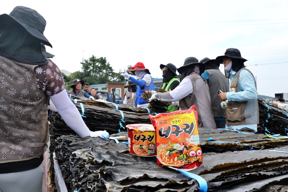 ▲농심이 최근 너구리 생산에 활용하는 완도 햇다시마 490톤을 구매했다. (사진제공=농심)