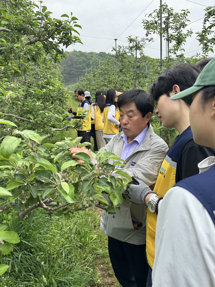 ▲전곡농협 최종철 조합장(왼쪽)이 경기 연천군 관내 사과농가에서 농촌봉사활동에 참여한 코레일관광개발 직원들에게 적과 작업을 설명하고 있다.  (경기농협)