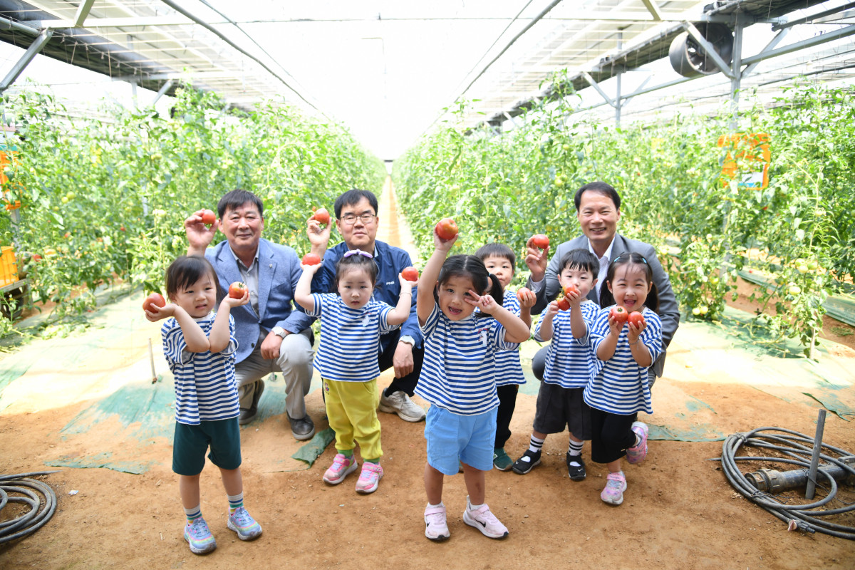 ▲11일 경기도 광주시 토마토 농장 비닐하우스에서 어린이들과 엄범식 농협경기본부장 등 관계자들과 함께 토마토 수확 체험을 하고 있다. (경기농협)