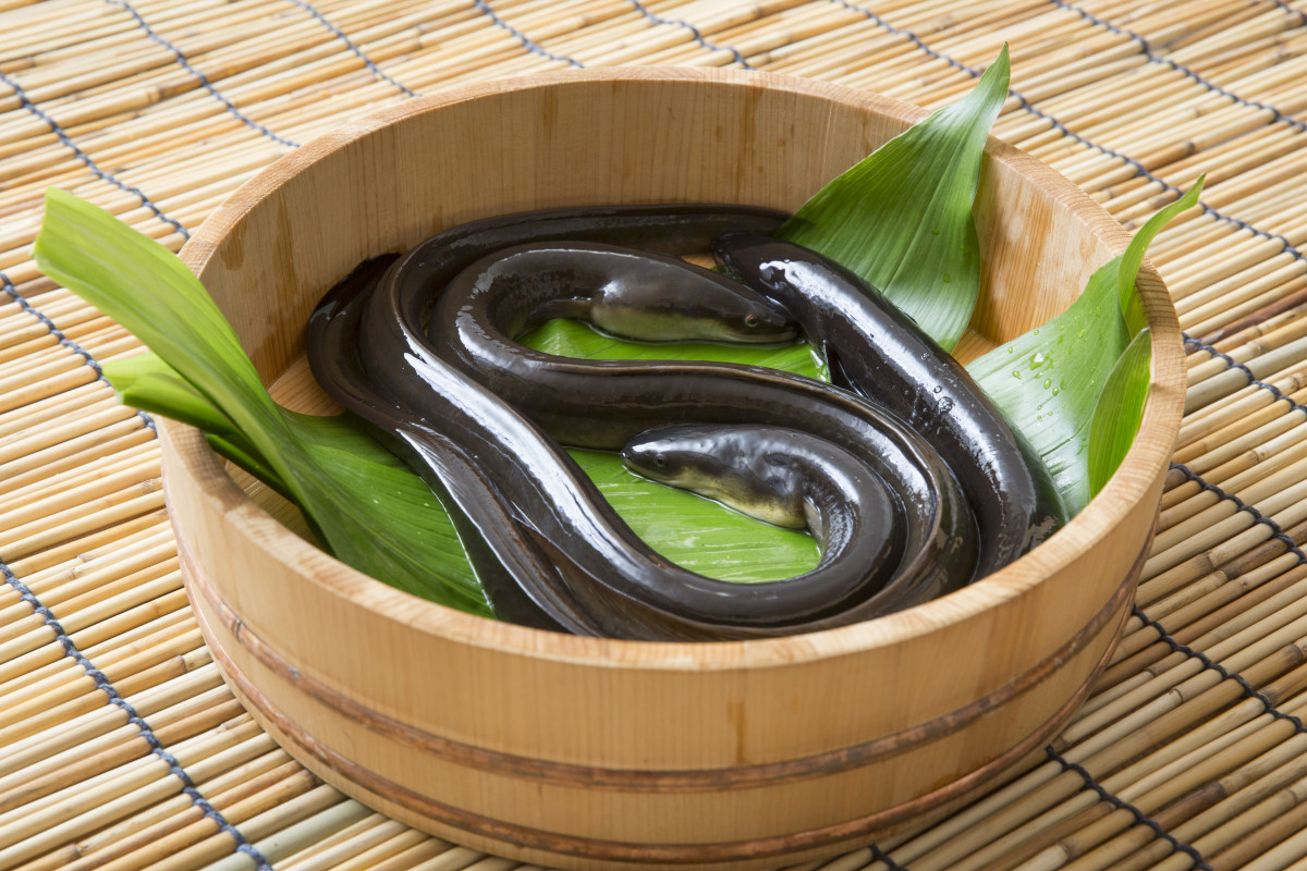 ▲Fresh eel (출처=게티이미지뱅크)