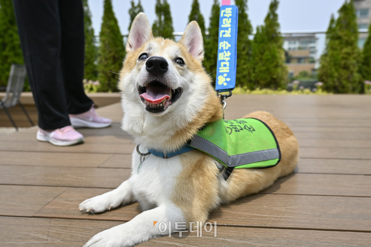 ▲31일 서울 시내의 한 거리에서 반려견순찰대 굴비(4살)가 동네순찰을 마친 후 휴식을 취하고 있다. 조현호 기자 hyunho@
