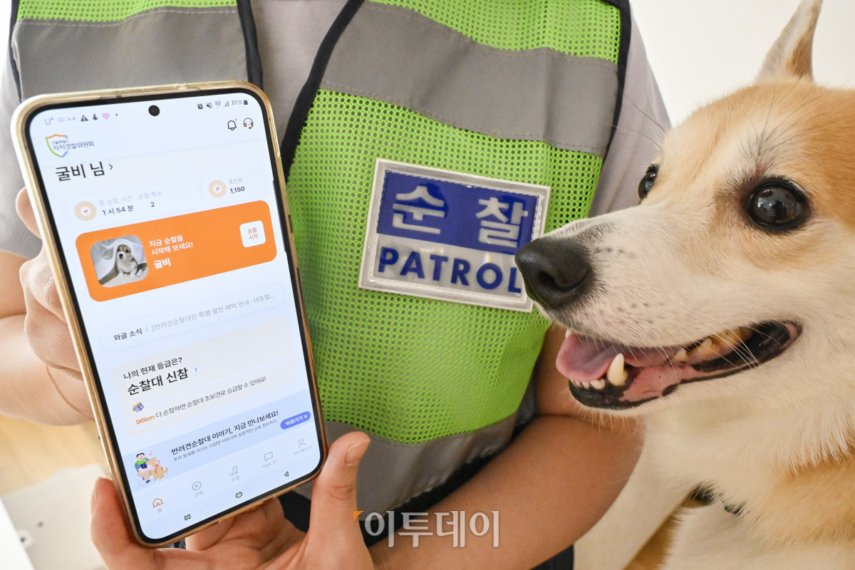 ▲반려견순찰대 굴비(4살)가 31일 서울 자택에서 반려견순찰대 대원증을 확인하고 있다. 조현호 기자 hyunho@
