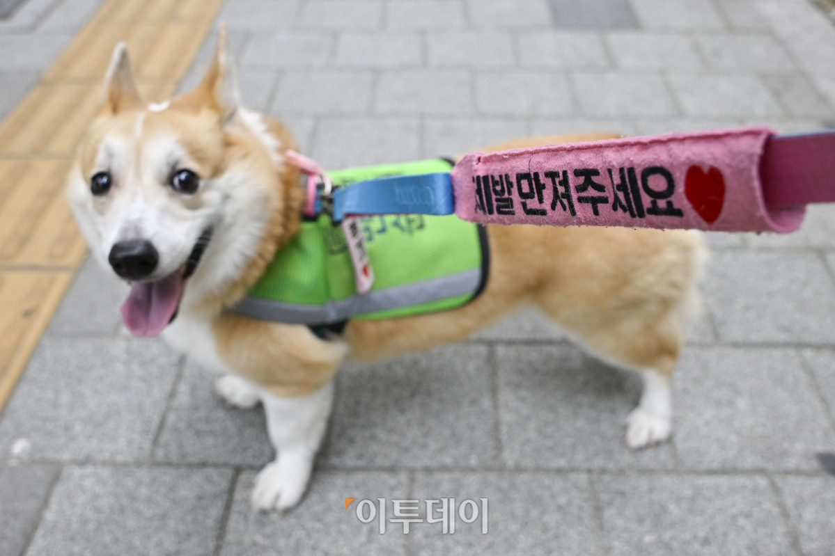 ▲31일 서울 시내의 한 거리에서 순찰하는 반려견순찰대 굴비(4살)의 리드줄 메시지택에 '제발 만져주세요'라는 문구가 새겨져 있다. 조현호 기자 hyunho@