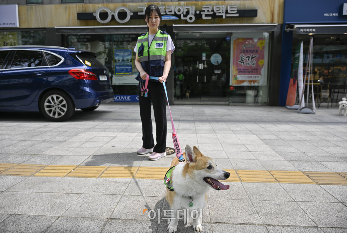 ▲반려견순찰대 굴비(4살)와 최나리 씨가 31일 서울 시내에서 동네 순찰을 하고 있다. 조현호 기자 hyunho@