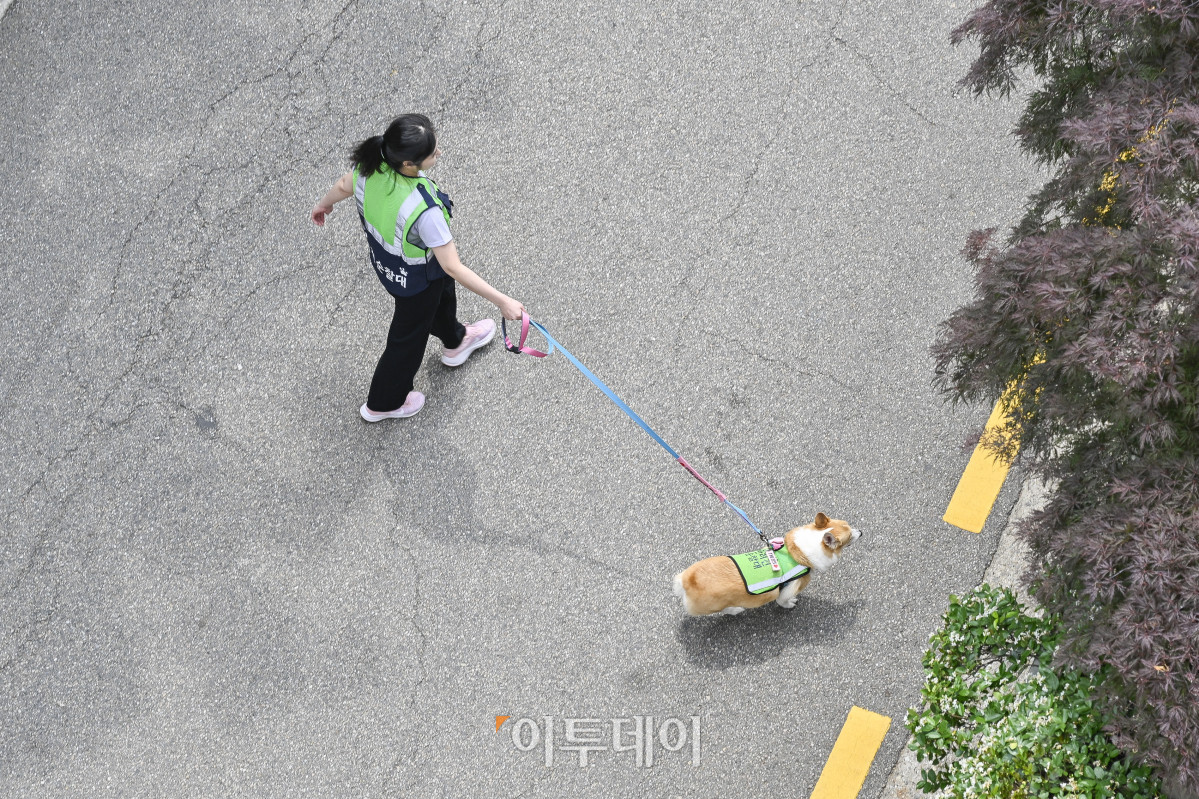 ▲반려견순찰대 굴비(4살)와 최나리 씨가 31일 서울 시내에서 동네 순찰을 하고 있다. 조현호 기자 hyunho@