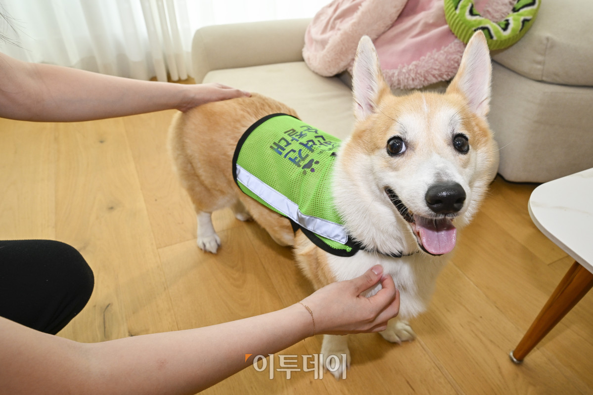 ▲반려견순찰대 굴비(4살)가 31일 서울 자택에서 활동복을 착용하고 있다. 조현호 기자 hyunho@