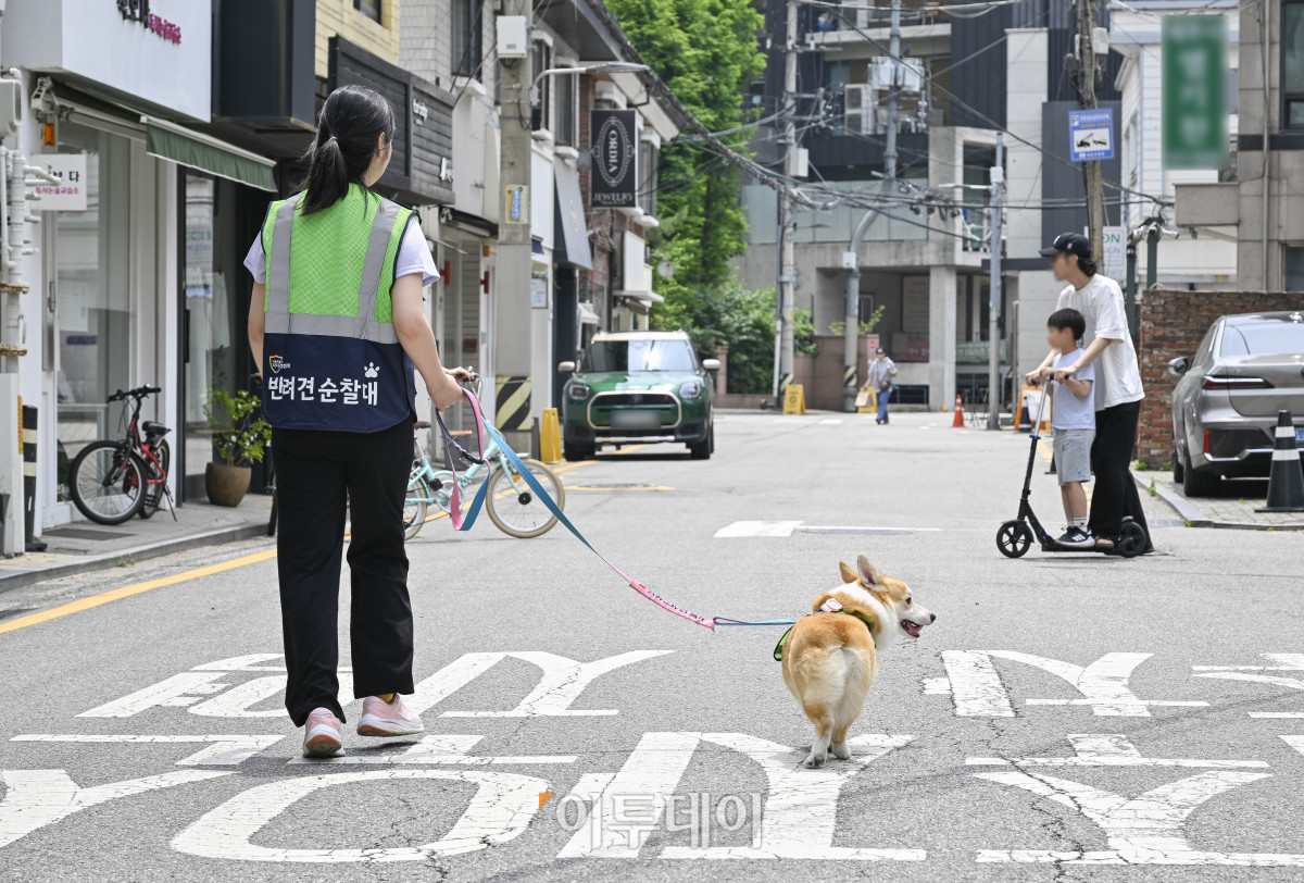 ▲반려견순찰대 굴비(4살)와 최나리 씨가 31일 서울 시내에서 동네 순찰을 하고 있다. 조현호 기자 hyunho@
