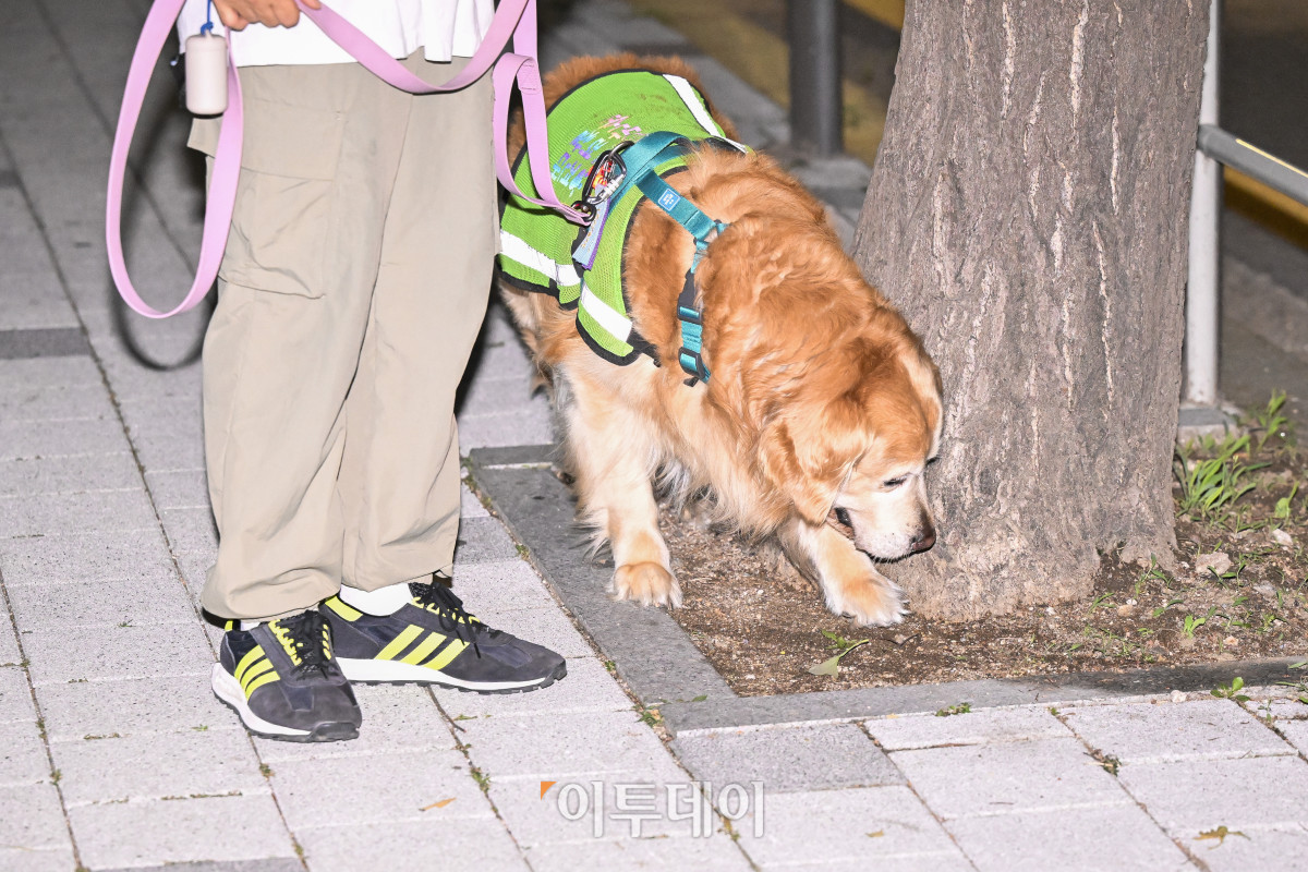 ▲18일 서울 강서구 가양동 일대에서 반려견순찰대원들이 동네 합동순찰을 하고 있다. 조현호 기자 hyunho@