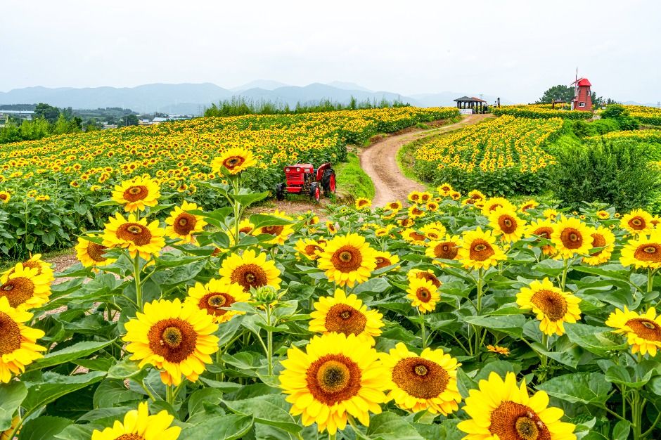 (사진제공=함안군)