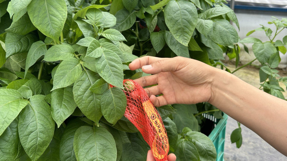 ▲오리온 감자연구소 내에서 재배 중인 감자묘. (사진=연희진 기자)