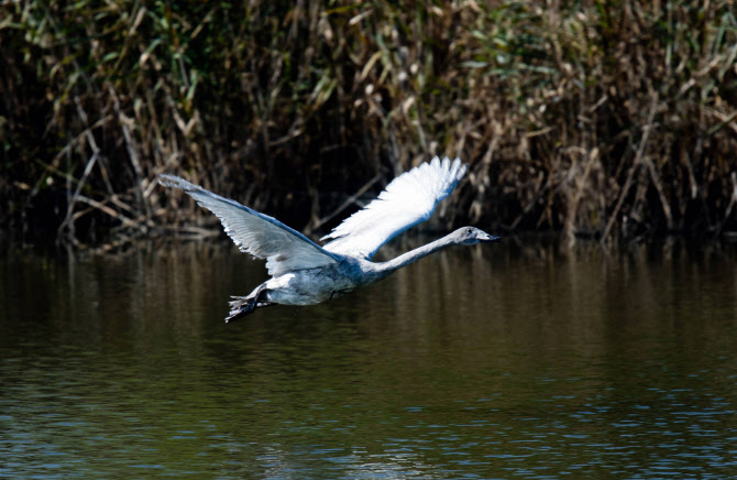 ▲지난 2023년 6월 에버랜드에서 태어난 큰고니 ‘여름’ (사진제공=삼성물산 리조트부문)