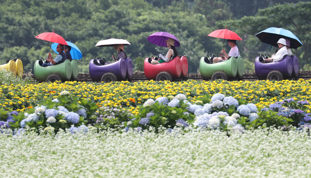 ▲[서귀포=뉴시스] 우장호 기자 = 장마가 소강상태에 놓인 27일 오전 제주 서귀포시 표선면 보롬왓 농장에서 우산을 쓴 방문객들이 깡통열차를 타며 즐거운 한때를 보내고 있다. 2025.06.27. woo1223@newsis.com