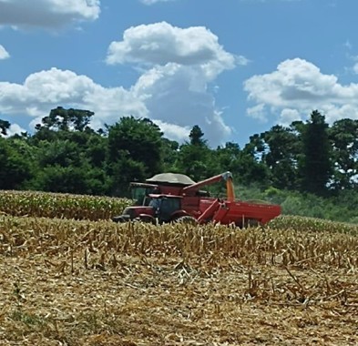▲누보 코팅비료 브라질 옥수수 테스트 수확 사진(누보 제공)
