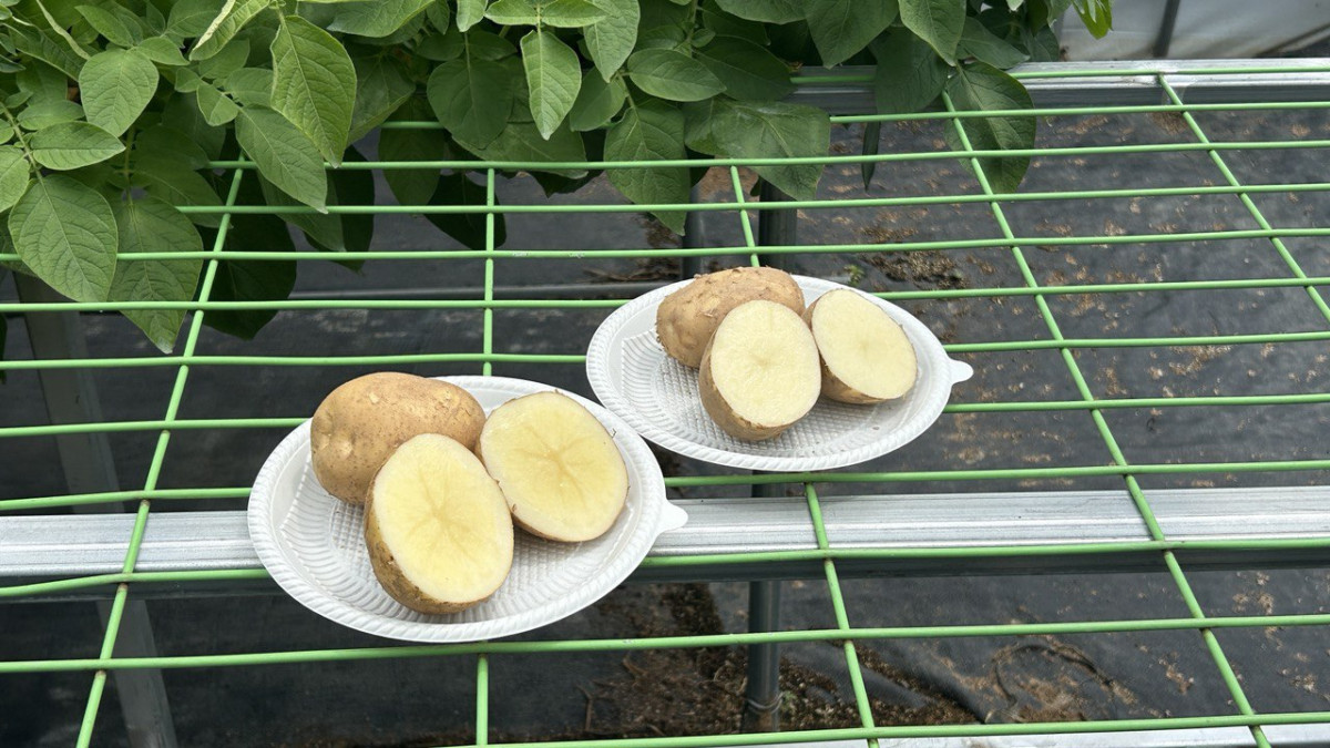 ▲오리온 감자연구소에서 개발한 품종 진서(왼쪽)와 두백. (사진=연희진 기자)