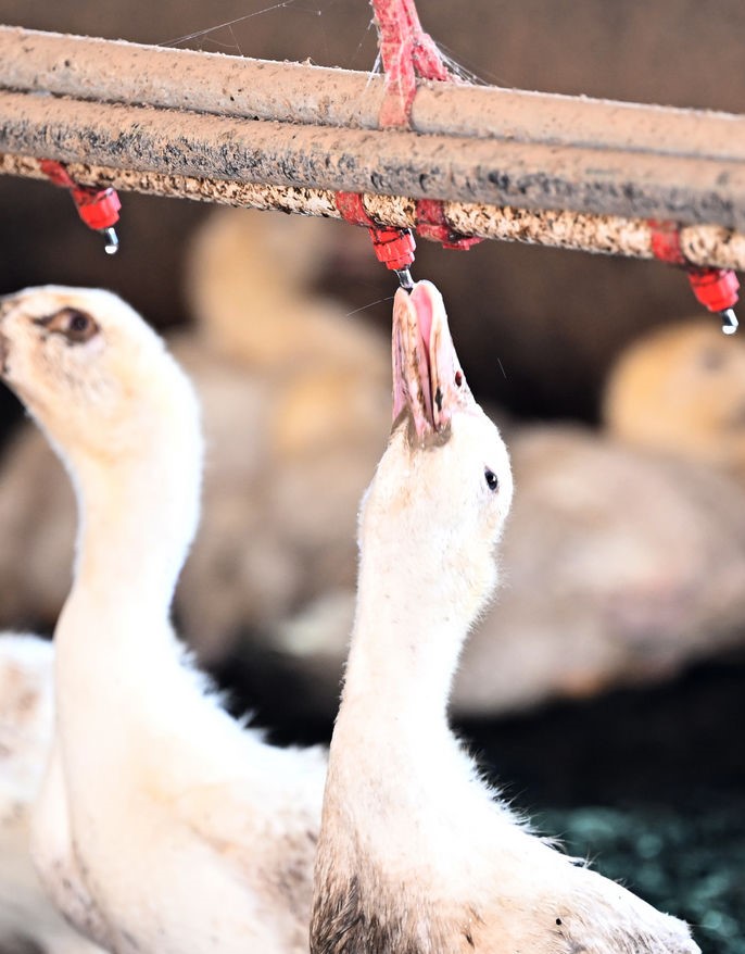 ▲광주·전남에 폭염특보가 이어진 2일, 한 축사에서 거위들이 급수 장치로 물을 마시고 있다. (뉴시스)