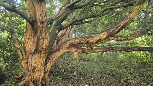 ▲제주 서귀포시 표선면 성읍리 숲에서 껍질이 벗겨진 채 발견된 후박나무. (연합뉴스)