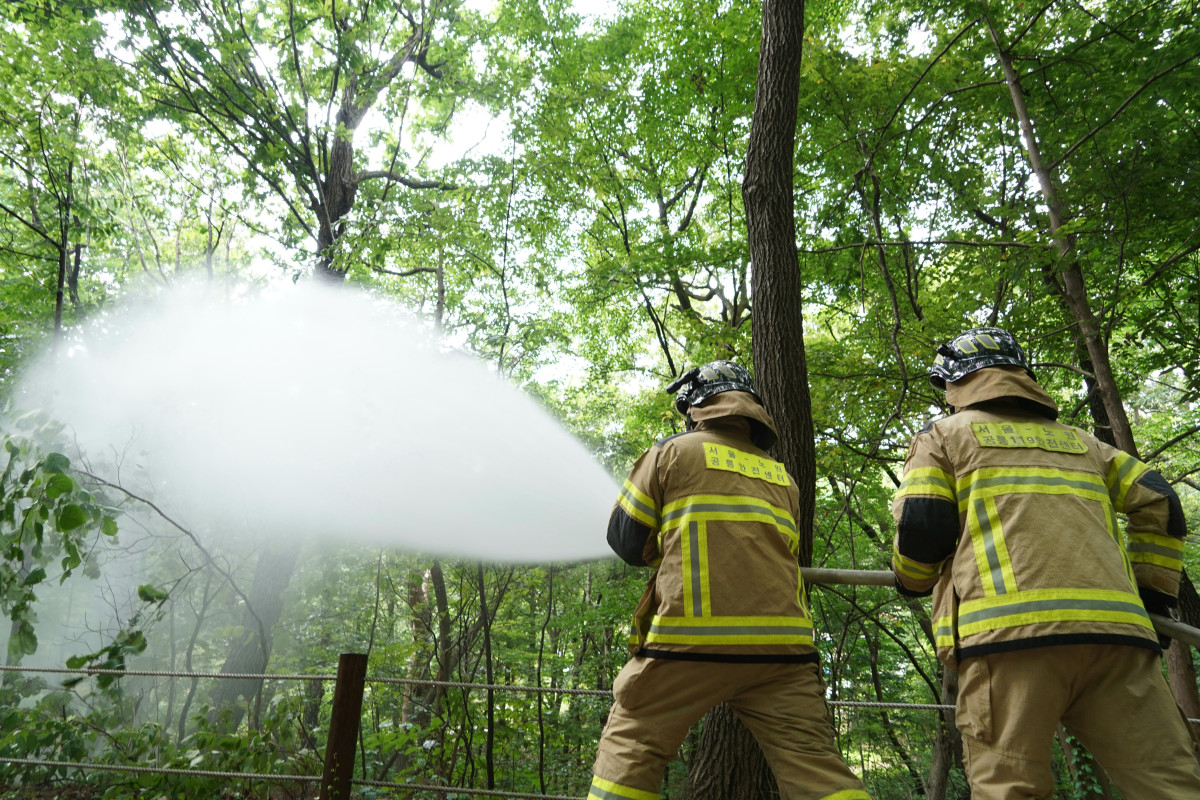 ▲서울시 러브버그 방제현장 사진. (사진제공=서울시)