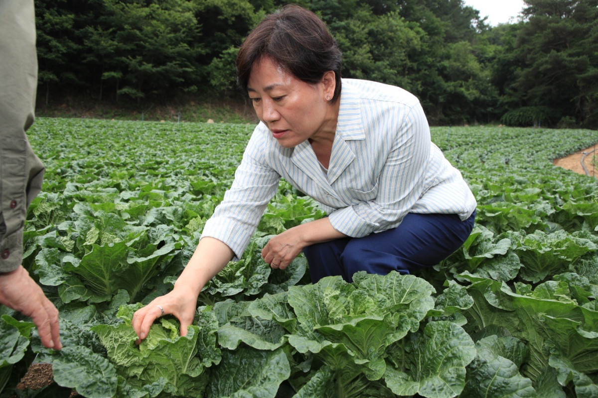 ▲송미령 농림축산식품부 장관이 7월 6일 강원특별자치도 평창군 여름배추 재배현장을 찾아 생육 상황을 점검하고 있다. (사진제공=농림축산식품부)