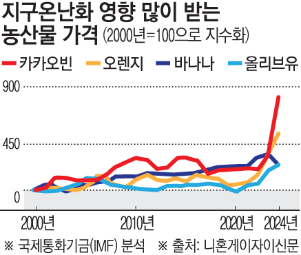 ▲지구온난화 영향 많이 받는 농산물 가격 추이. ※국제통화기금(IMF) 분석. 2000년=100으로 지수화. 위에서부터 카카오빈 / 오렌지/ 바나나/ 올리브유.  (출처 니혼게이자이신문)