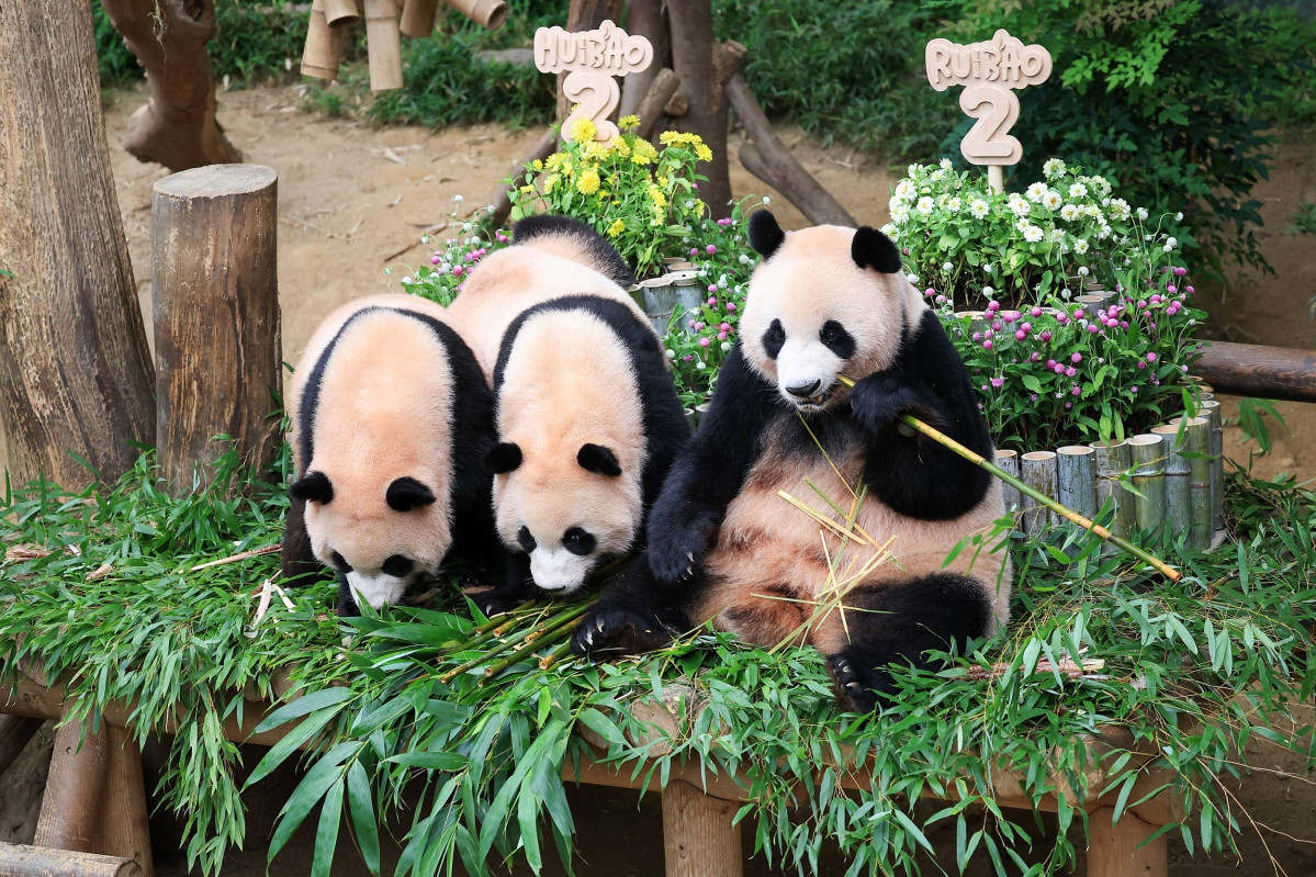 ▲7일 두돌 생일을 맞은 에버랜드 쌍둥이 판다 루이바오(왼쪽), 후이바오(가운데), 엄마 판다 아이바오(오른쪽) (사진제공=삼성물산 리조트부문)