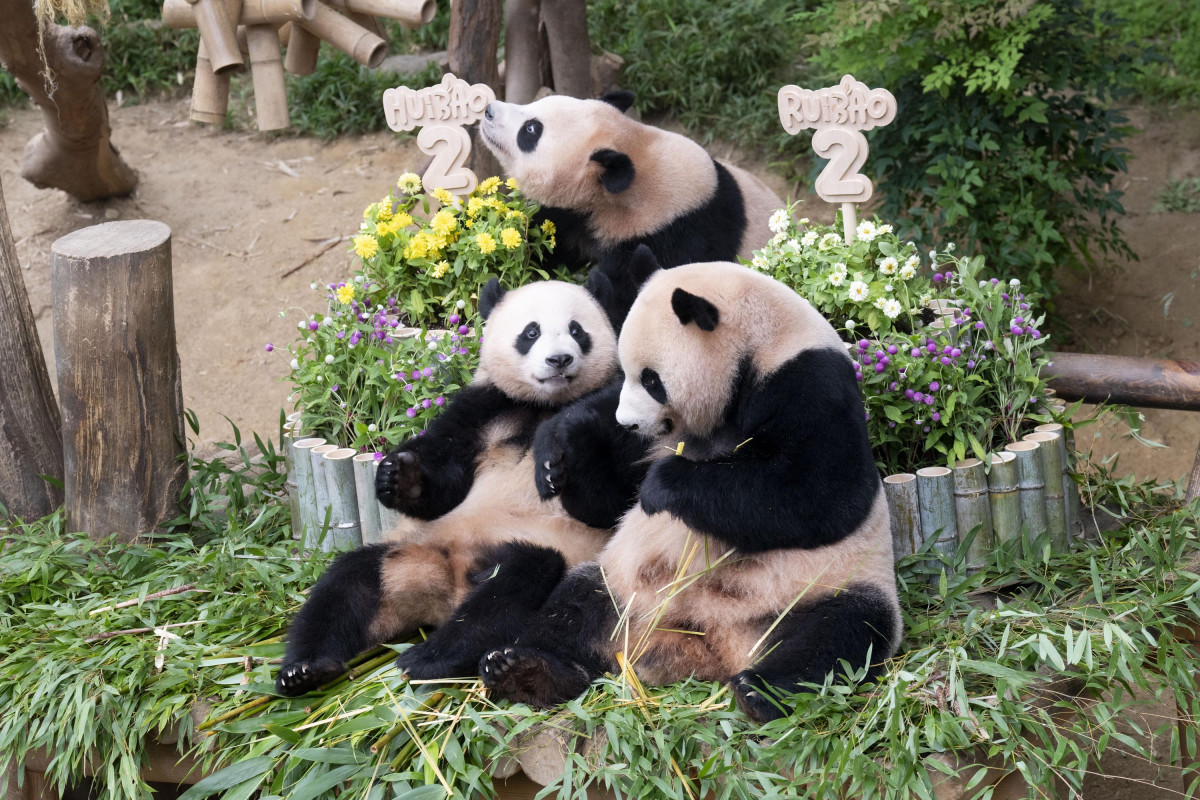 ▲7일 두돌 생일을 맞은 에버랜드 쌍둥이 판다 루이바오(왼쪽), 후이바오(가운데), 엄마 판다 아이바오(오른쪽) (사진제공=삼성물산 리조트부문)