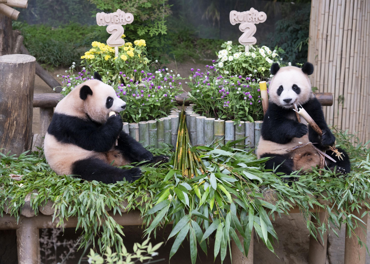 ▲7일 두돌 생일을 맞은 에버랜드 쌍둥이 판다 루이바오(왼쪽), 후이바오. (사진제공=삼성물산 리조트부문)