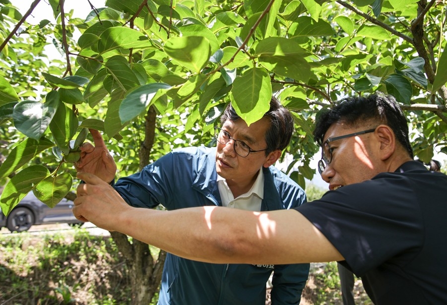 ▲이상고온 등 폭염으로 대봉감 낙과 피해가 발생한 8일, 전남 영암군의 한 과수원에서 관계자들이 나뭇잎 상태를 점검하고 있다. (사진제공 영암군)