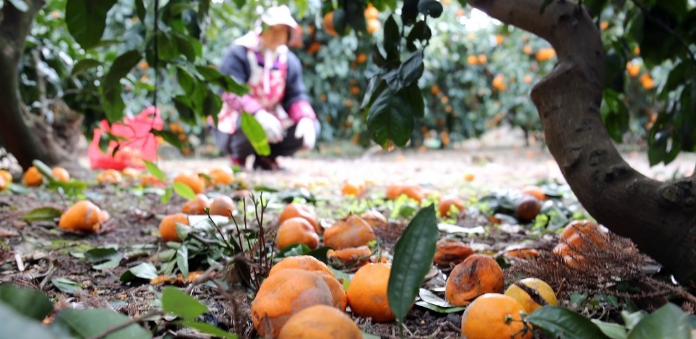 ▲제주도의 한 감귤 과수원에서 농부가 작업을 하고 있다. 올해 때이른 여름폭염으로 생리낙과가 늦어지면서 제주 감귤 농가에는 비상이 걸렸다. 연합뉴스