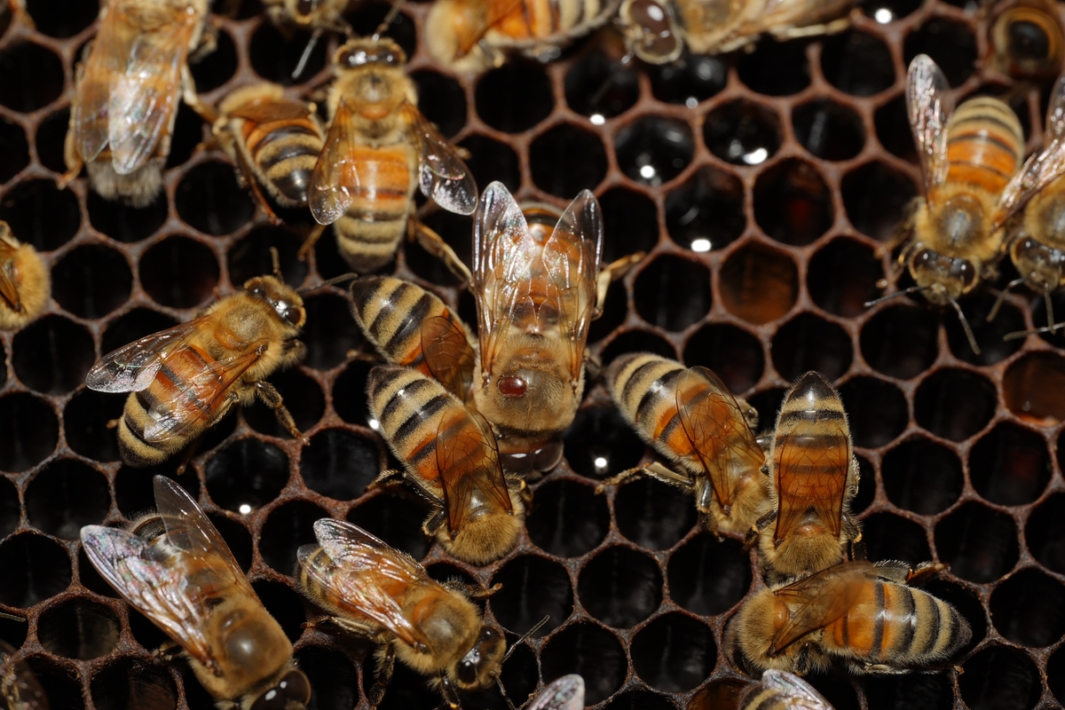 ▲전북 전주시 농촌진흥청이 양봉농가에 꿀벌응애 방제약제의 올바른 사용을 당부하고 있다. (사진제공 = 농진청)