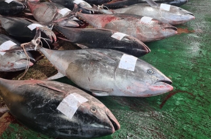 ▲영덕 강구항에 잡힌 참다랑어.   (사진제공=영덕군청)