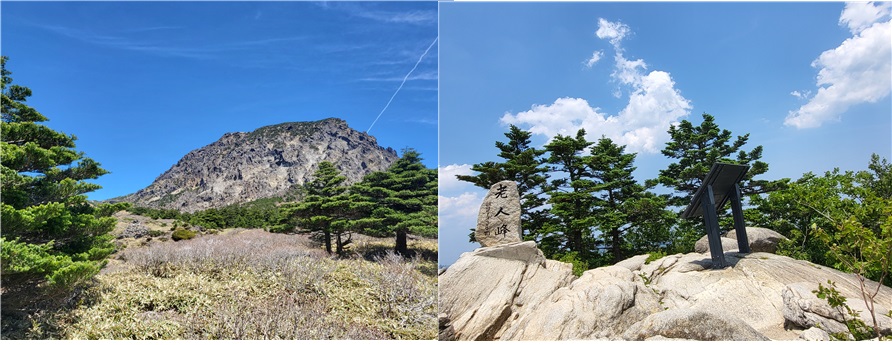 ▲한라산 구상나무(좌), 오대산 분비나무(우) 사진. (국립생태원)