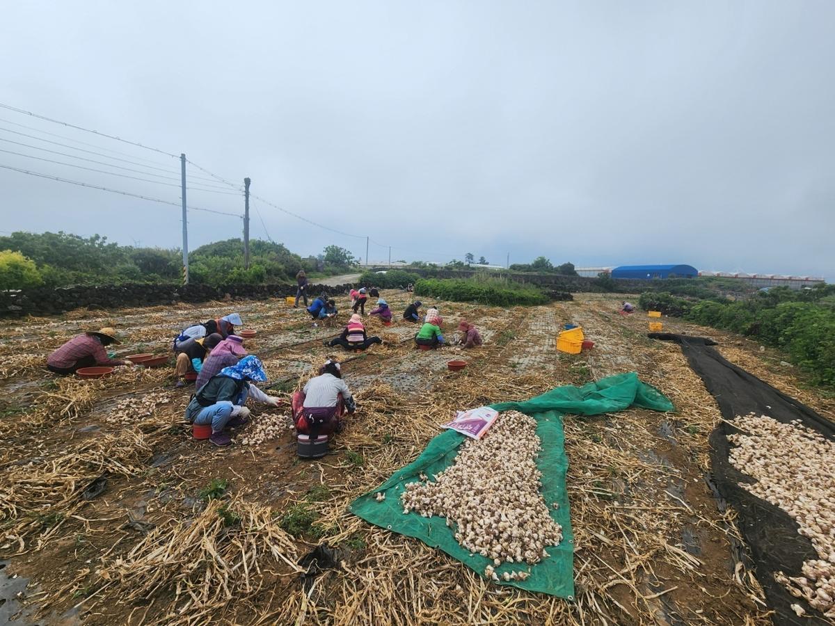 ▲제주도 마늘 파종을 앞둔 제주 마늘 농가의 모습이다. (사진제공=제주도)