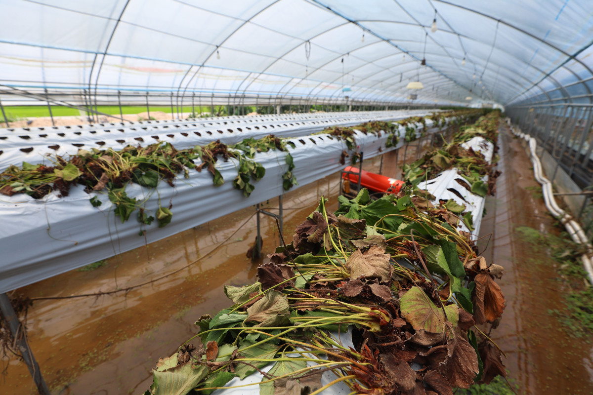 ▲20일 최근 집중호우로 침수됐던 광주 북구 용강동의 한 딸기 육묘장에 물이 고여 있다. (연합뉴스)